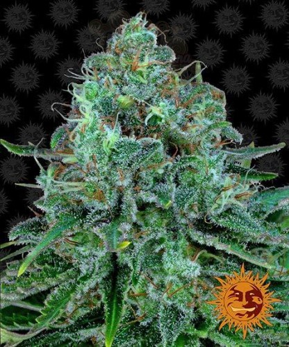 Barney's Farm - Critical Kush