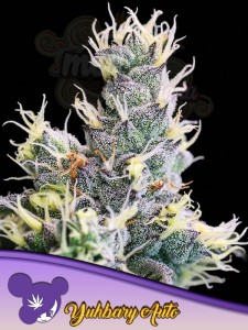 Anesia Seeds - Yuhbary Auto