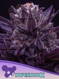 Anesia Seeds - Imperium X