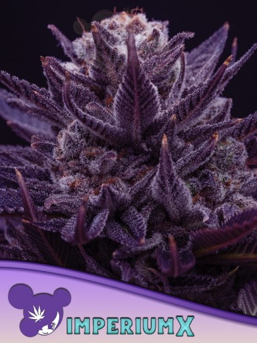 Anesia Seeds - Imperium X