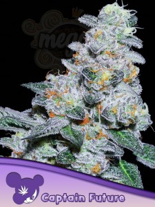 Anesia Seeds - Captain Future