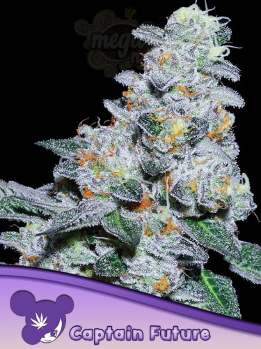 Anesia Seeds - Captain Future