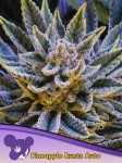 Anesia Seeds - Pineapple Runtz Auto