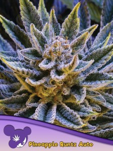 Anesia Seeds - Pineapple Runtz Auto