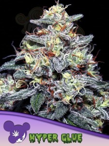 Anesia Seeds - Hyper Glue