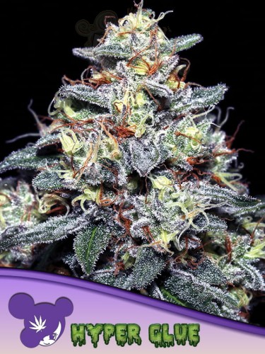 Anesia Seeds - Hyper Glue