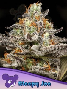 Anesia Seeds - Sleepy Joe