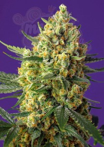 Sweet Seeds - Crystal Candy XL Auto 