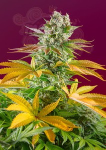 Sweet Seeds - Gorilla Girl F1 Fast Version
