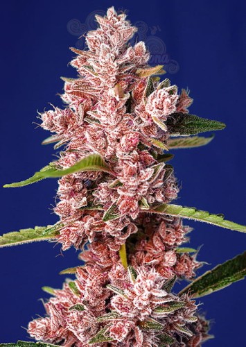 Sweet Seeds - Tropicanna Poison F1 Fast Version