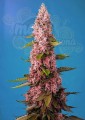 Sweet Seeds - Red Hot Cookies