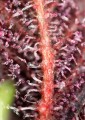 Sweet Seeds - Red Hot Cookies