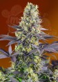 Sweet Seeds - Sweet Zenzation