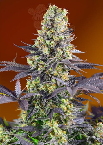 Sweet Seeds - Sweet Zenzation