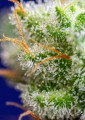 Sweet Seeds - Sweet Zenzation