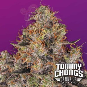 Blue Kush Berry - PARADISE SEEDS 