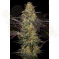PARADISE SEEDS - El Dorado OG