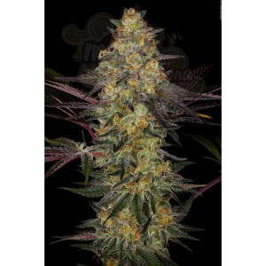 PARADISE SEEDS - El Dorado OG