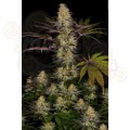 PARADISE SEEDS - El Dorado OG