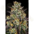 PARADISE SEEDS - El Dorado OG