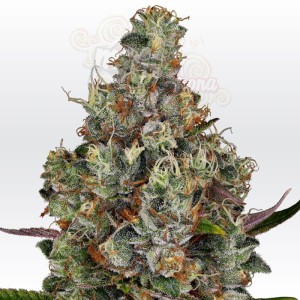 PARADISE SEEDS - Rainbow Road