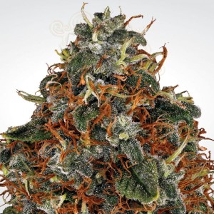 PARADISE SEEDS - Space Cookies