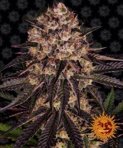 Barney's Farm - Biscotti Mintz
