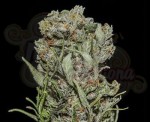 KALASHNIKOV SEEDS - White Critical Express