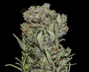 KALASHNIKOV SEEDS - White Critical Express