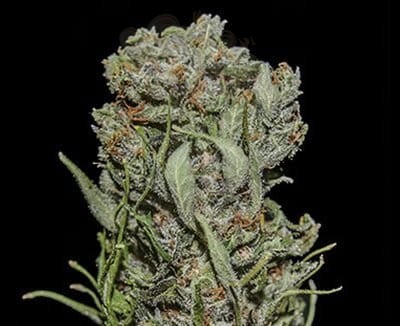 KALASHNIKOV SEEDS - White Critical Express