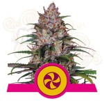 Royal Queen Seeds - Sweet ZZ (Sweet ZKittlez)