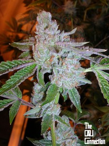 Calli Connection - Tahoe OG Kush