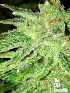 Cali Connection - Strawberry OG