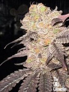 Cali Connection - Purple Diesel