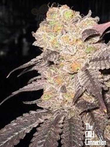 Cali Connection - Purple Diesel