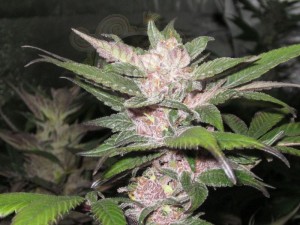 Cali Connection - Purple Chem