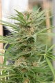 DINAFEM - Critical Cheese