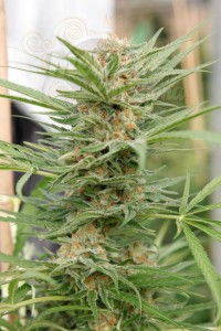 DINAFEM - Critical Cheese