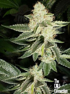 Cali Connection - Louis XIII OG