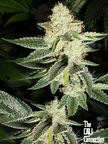 Cali Connection - Louis XIII OG
