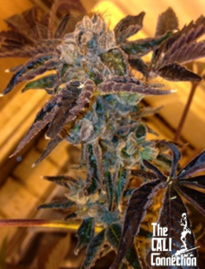 Cali Connection - LA Cookies
