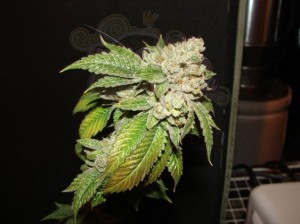 Cali Connection - Larry Og Kush