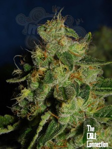Cali Connection - Green Crack