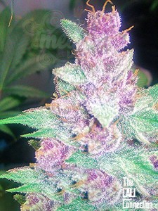 Cali Connection - Grape Kush