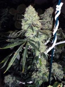 Cali Connection - Deadhead OG