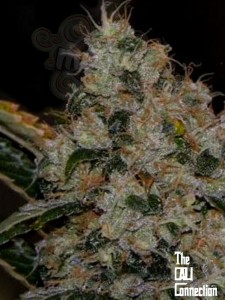 Cali Connection - Chem 91