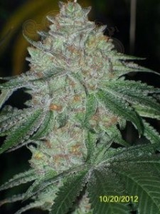 Cali Connection - Buddha Tahoe OG