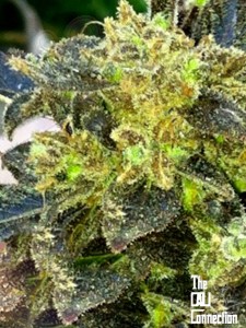 Cali Connection - Boss Hogg