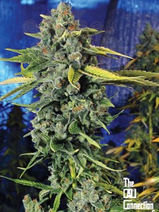 Cali Connection - Blue Dream Haze