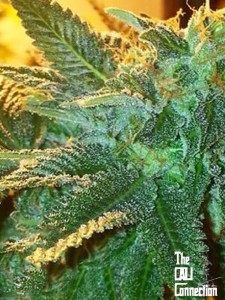 Cali Connection - Alien OG